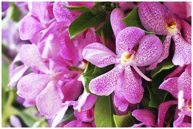 Уход за орхидеями Мокара