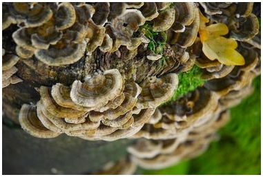 Как лечить древесный грибок?