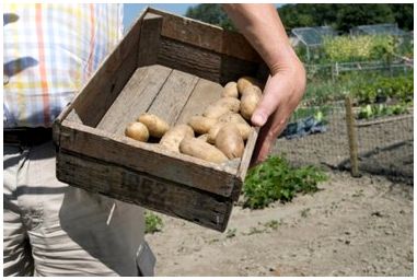 Как сажать картофель в Вирджинии