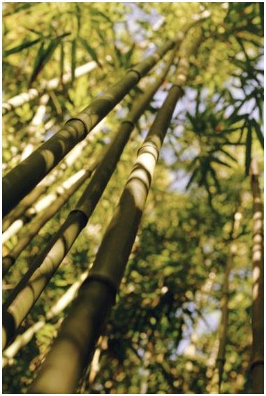 Ошибки, обитающие в бамбуке