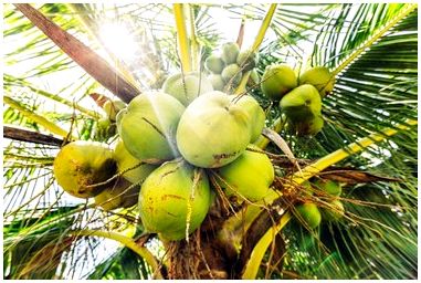 Когда созревают кокосы во Флориде?