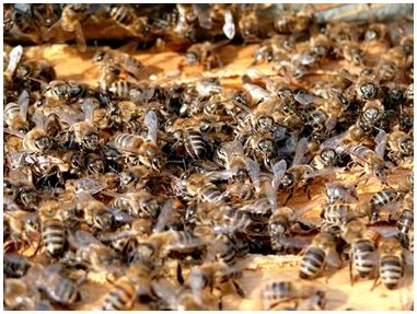 Разница между фильтрованным и нефильтрованным пчелиным воском