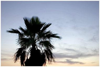Типы пальм в Калифорнии