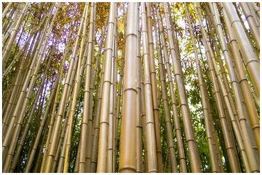 Как согнуть бамбуковые шесты