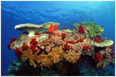 Как сделать биом кораллового рифа в обувной коробке