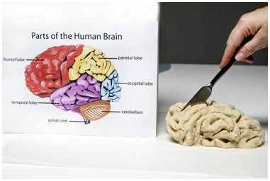 Как сделать модель мозга для школьного проекта