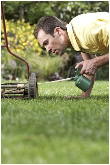 Справка: Как очистить газон от моторного масла
