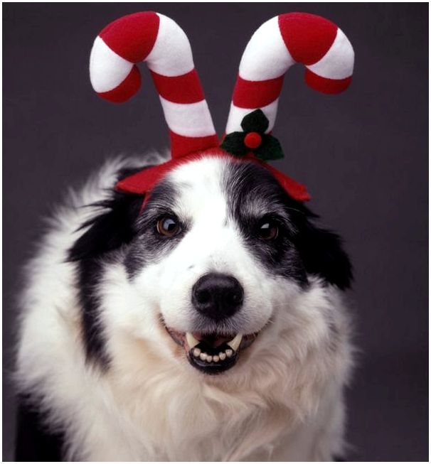 Праздничные питомцы: наряжаем собаку Санту к празднику