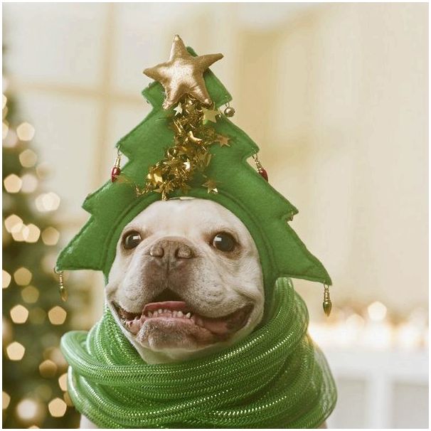 Праздничные питомцы: наряжаем собаку Санту к празднику