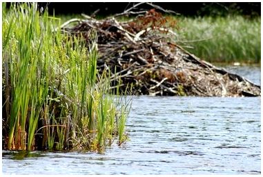 Ремесленные проекты Beaver Dam для детей Ремесленные проекты Beaver Dam для детей