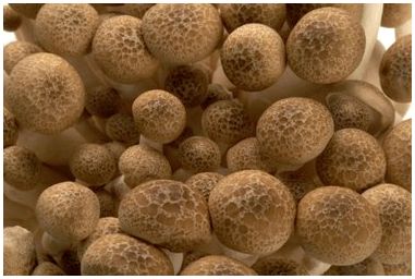 Как хранить неиспользованный грибной поросль