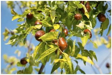 Что такое ягодное дерево джуджу?