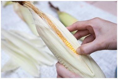 Как удалить волосы из кукурузы