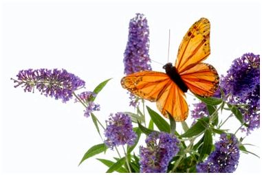 Уход и обслуживание куста бабочки