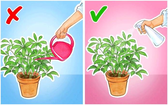 Как часто нужно поливать комнатные растения?