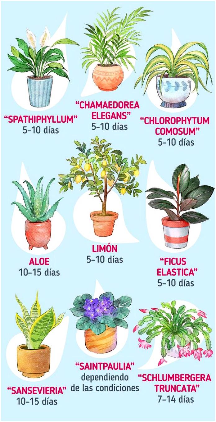 Как часто нужно поливать комнатные растения?