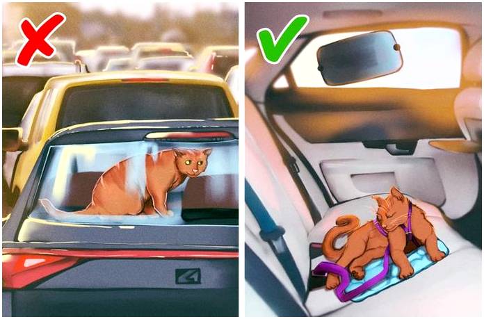 Как обезопасить домашних животных в машине