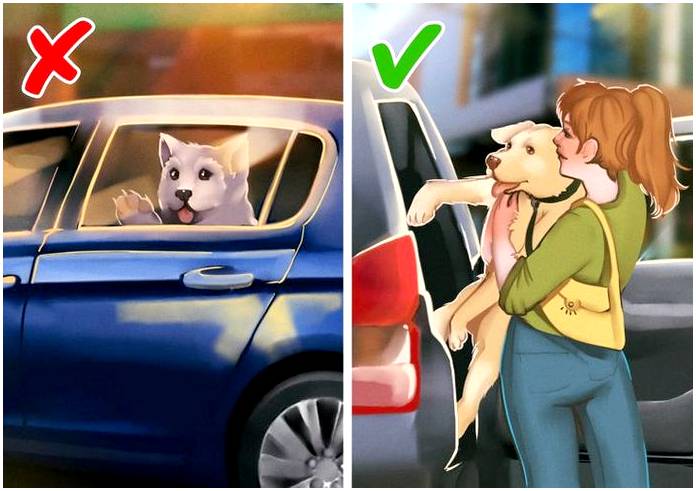 Как обезопасить домашних животных в машине