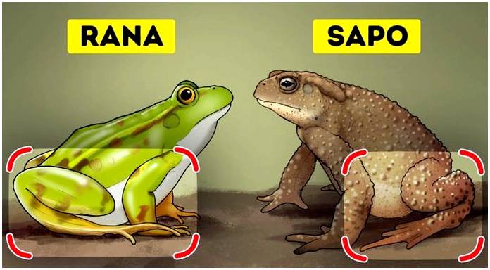 Как отличить лягушку от жабы
