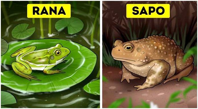 Как отличить лягушку от жабы