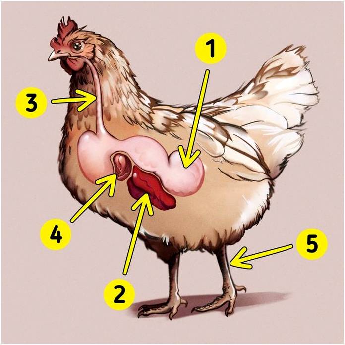 Из каких частей состоит курица