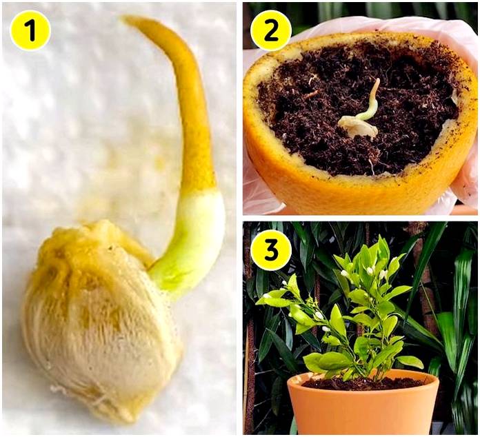 Как легко вырастить свои собственные растения