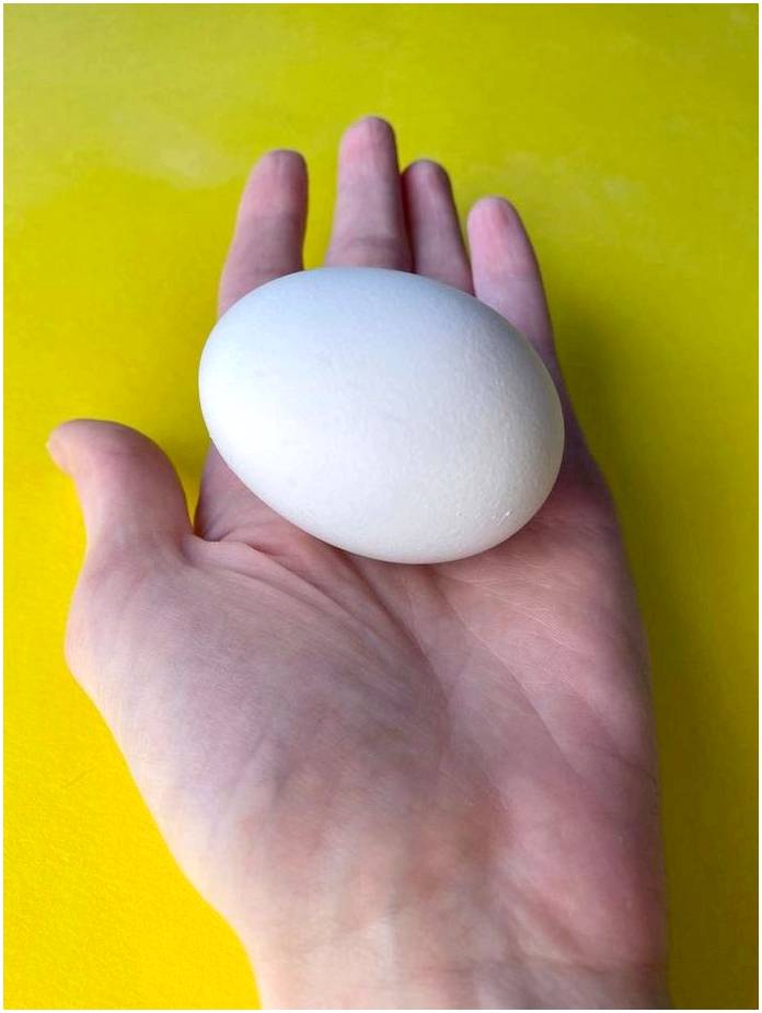 Каковы состав и структура яйца?