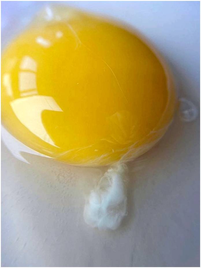 Каковы состав и структура яйца?
