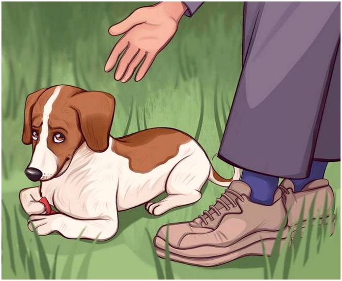 Как правильно выгуливать собаку