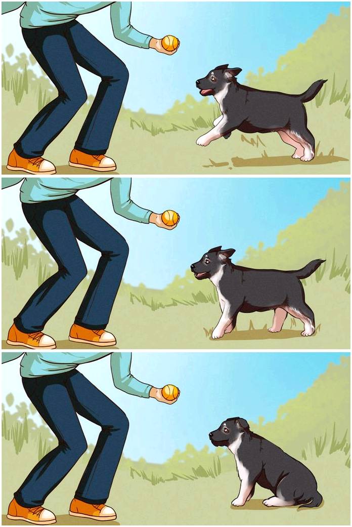 Как выбрать собаку